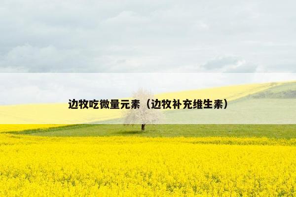 边牧吃微量元素（边牧补充维生素）