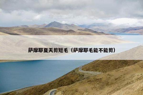 萨摩耶夏天剪短毛(萨摩耶毛能不能剪)