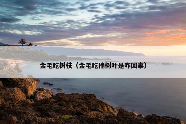 金毛吃树枝（金毛吃榆树叶是咋回事）
