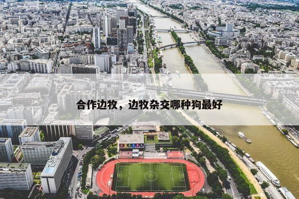 合作边牧，边牧杂交哪种狗最好