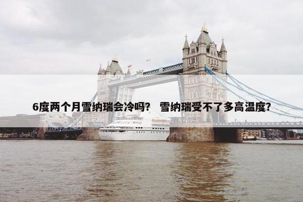 6度两个月雪纳瑞会冷吗? 雪纳瑞受不了多高温度?