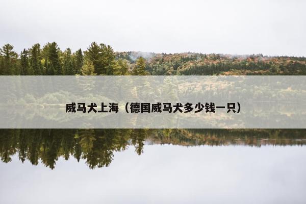 威马犬上海（德国威马犬多少钱一只）