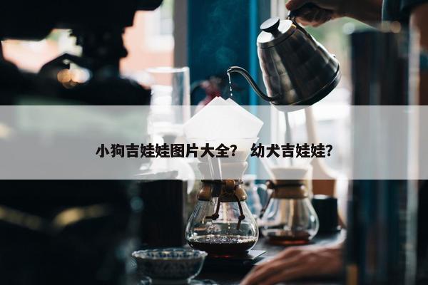 小狗吉娃娃图片大全？ 幼犬吉娃娃？