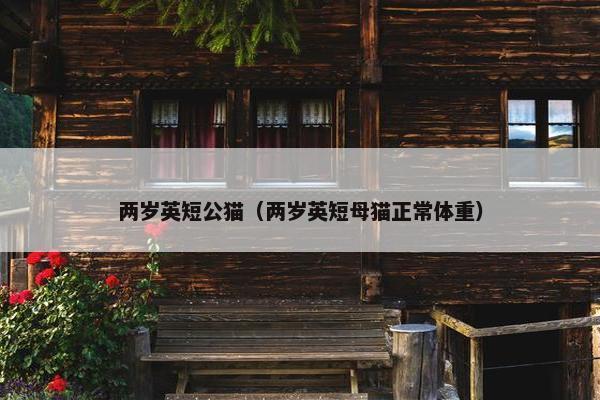 两岁英短公猫(两岁英短母猫正常体重)