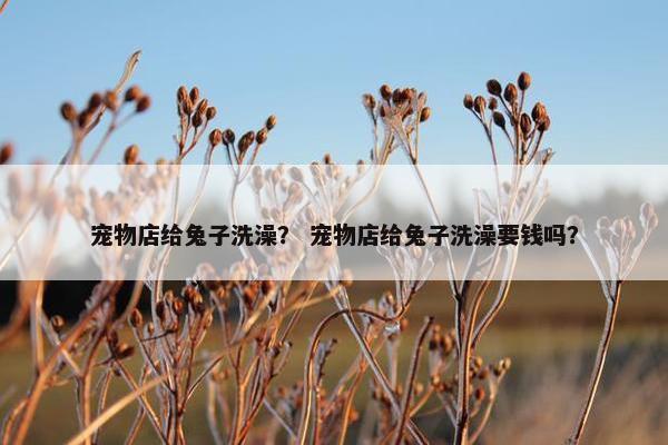 宠物店给兔子洗澡? 宠物店给兔子洗澡要钱吗?