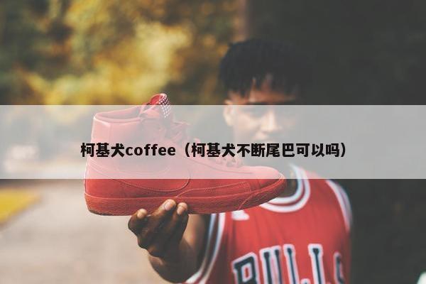 柯基犬coffee（柯基犬不断尾巴可以吗）