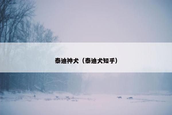 泰迪神犬（泰迪犬知乎）