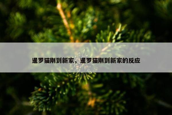 暹罗猫刚到新家，暹罗猫刚到新家的反应