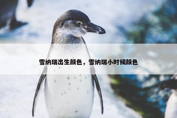 雪纳瑞出生颜色，雪纳瑞小时候颜色