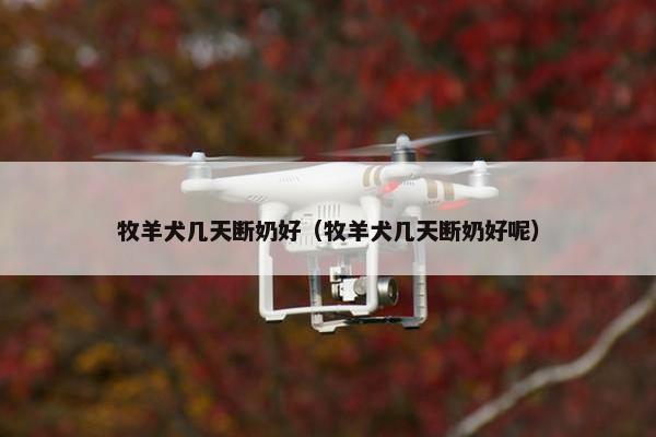 牧羊犬几天断奶好（牧羊犬几天断奶好呢）