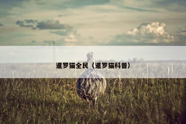 猫咪 第12页