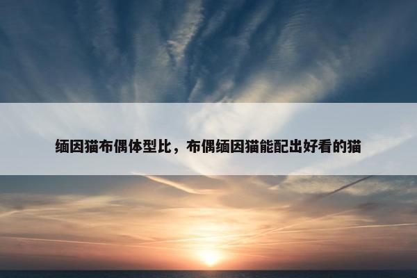 缅因猫布偶体型比，布偶缅因猫能配出好看的猫