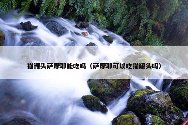猫罐头萨摩耶能吃吗（萨摩耶可以吃猫罐头吗）