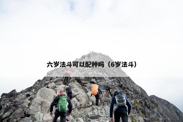 六岁法斗可以配种吗（6岁法斗）