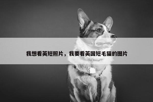我想看英短照片,我要看英国短毛猫的图片