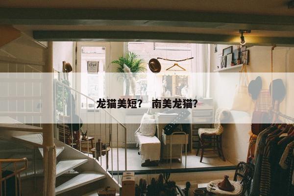 龙猫美短? 南美龙猫?