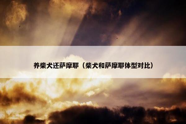 养柴犬还萨摩耶(柴犬和萨摩耶体型对比)