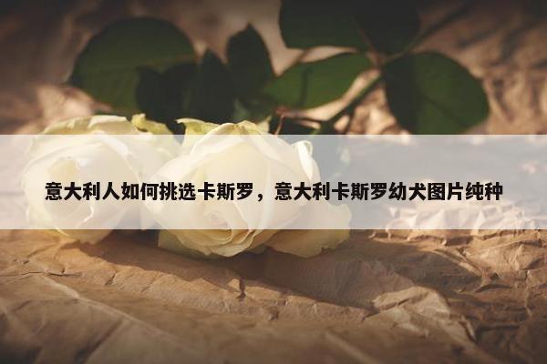 意大利人如何挑选卡斯罗,意大利卡斯罗幼犬图片纯种