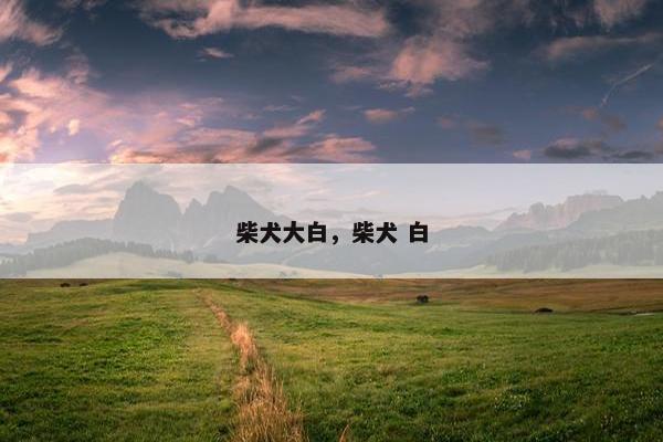 柴犬大白,柴犬 白
