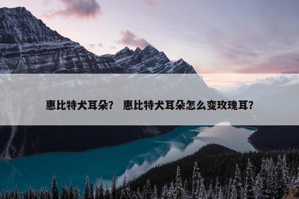 比特犬 第8页