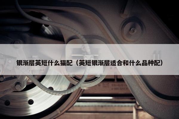 银渐层英短什么猫配（英短银渐层适合和什么品种配）