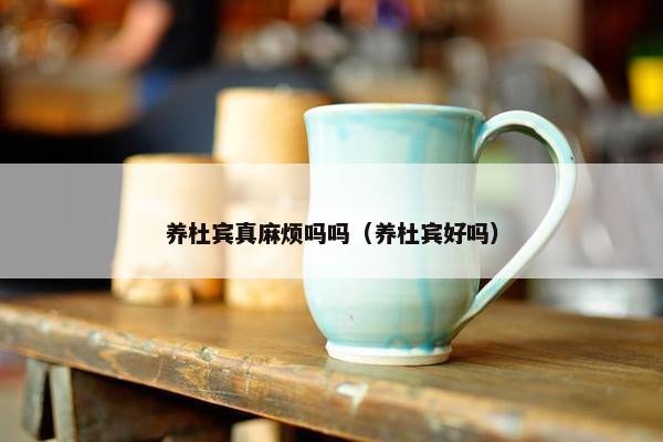 养杜宾真麻烦吗吗（养杜宾好吗）