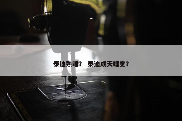 泰迪熟睡？ 泰迪成天睡觉？