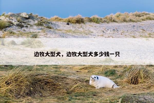 边牧大型犬，边牧大型犬多少钱一只