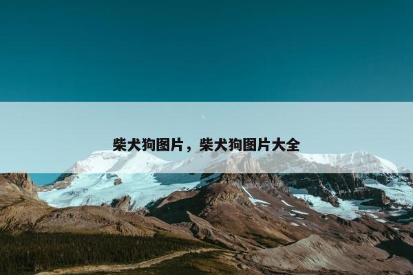 柴犬狗图片，柴犬狗图片大全