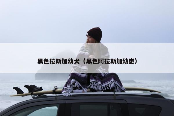 黑色拉斯加幼犬（黑色阿拉斯加幼崽）