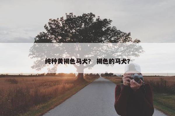 纯种黄褐色马犬？ 褐色的马犬？