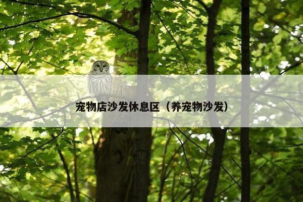 宠物店沙发休息区（养宠物沙发）