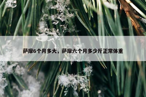萨摩6个月多大，萨摩六个月多少斤正常体重
