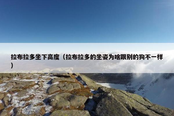 拉布拉多坐下高度（拉布拉多的坐姿为啥跟别的狗不一样）