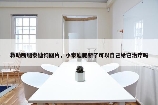 救助断腿泰迪狗图片，小泰迪腿断了可以自己给它治疗吗