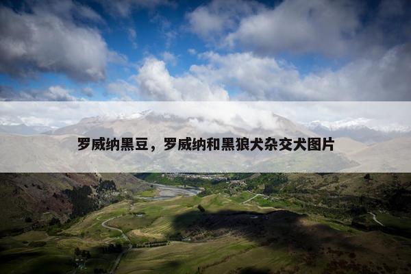 罗威纳黑豆,罗威纳和黑狼犬杂交犬图片