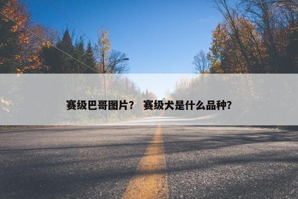 赛级巴哥图片？ 赛级犬是什么品种？
