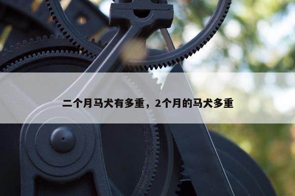 二个月马犬有多重，2个月的马犬多重