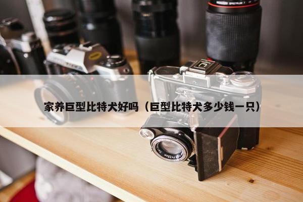 家养巨型比特犬好吗（巨型比特犬多少钱一只）