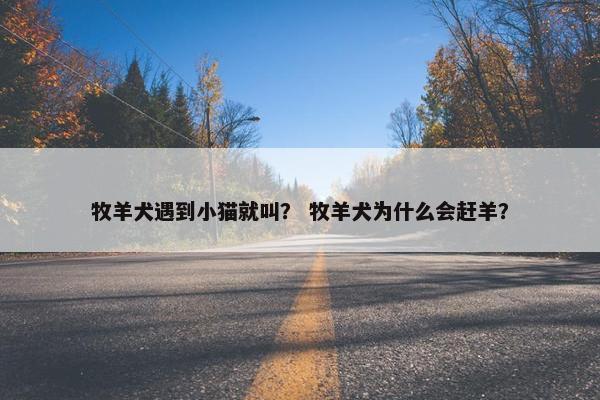 牧羊犬遇到小猫就叫? 牧羊犬为什么会赶羊?