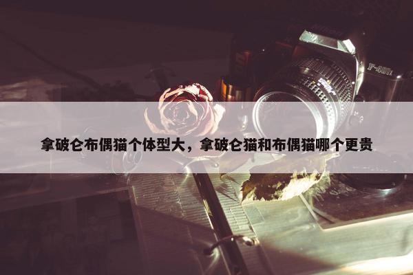 拿破仑布偶猫个体型大，拿破仑猫和布偶猫哪个更贵