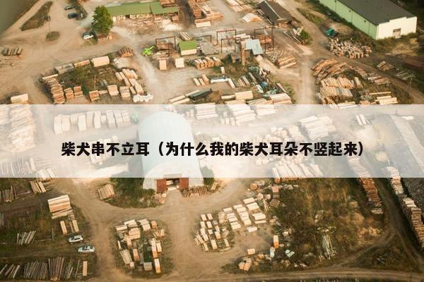 柴犬串不立耳(为什么我的柴犬耳朵不竖起来)