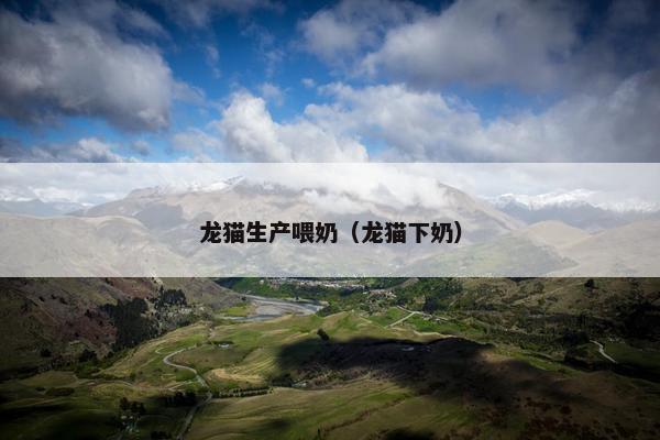 龙猫生产喂奶(龙猫下奶)