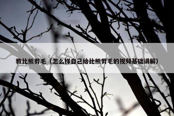教比熊剪毛（怎么样自己给比熊剪毛的视频基础讲解）