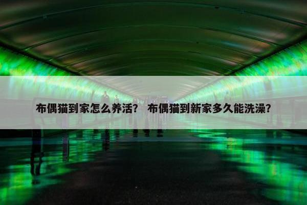 布偶猫到家怎么养活？ 布偶猫到新家多久能洗澡？