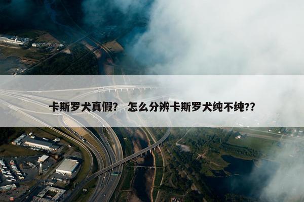 卡斯罗犬真假？ 怎么分辨卡斯罗犬纯不纯?？
