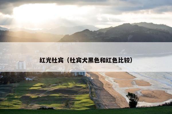 红光杜宾（杜宾犬黑色和红色比较）