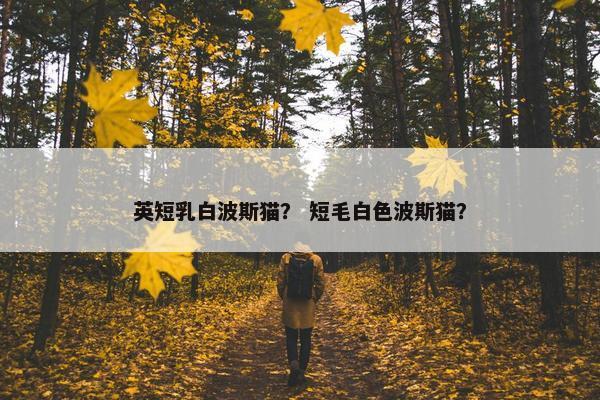 英短乳白波斯猫？ 短毛白色波斯猫？