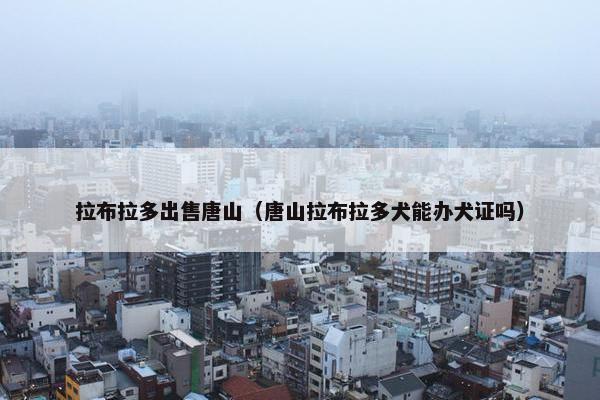 拉布拉多出售唐山(唐山拉布拉多犬能办犬证吗)