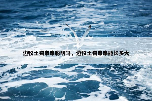 边牧土狗串串聪明吗，边牧土狗串串能长多大